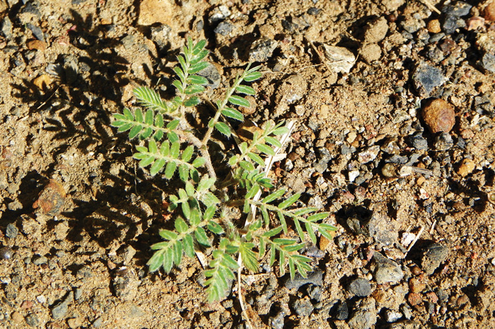 Thorny Weeds Weed Identification Guide Better Homes Gardens Have