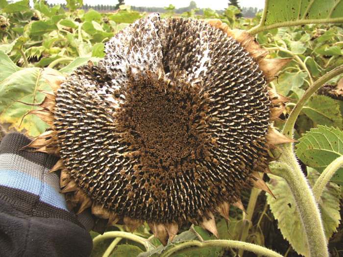 Tactics To Disrupt Sclerotinia