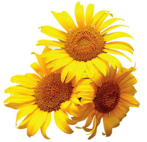 SUNFLOWERS – a golden opportunity