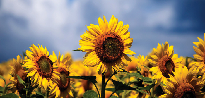 Control weeds early to maximise sunflower yields