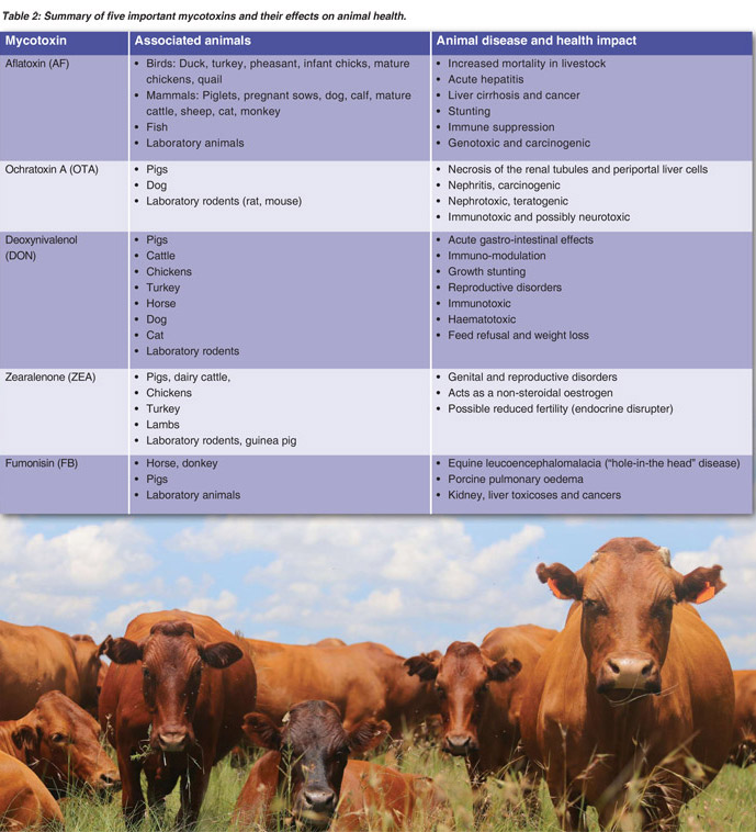 Mycotoxin impact on animal health