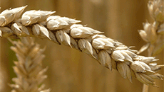 Swartland Wheat Producers in Trouble: Farmers Cannot Carry Climate Risk Alone