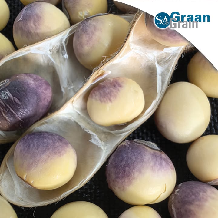 Cercospora leaf blight and purple seed stain are more than cosmetic problems. It can affect…