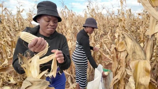 PGP 2026 Smallholder Farmer of the Year Finalists